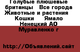 Голубые плюшевые британцы - Все города Животные и растения » Кошки   . Ямало-Ненецкий АО,Муравленко г.